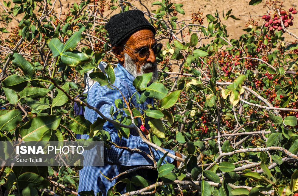 جشنواره ملی پسته رفسنجان مجالی برای بررسی چالش‌های محصول طلای سبز