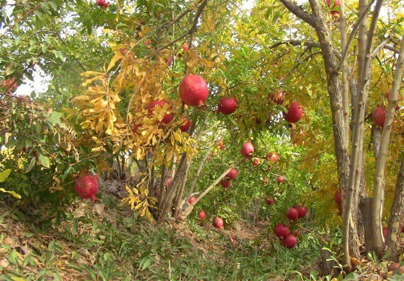 چهارمین جشنواره انار بجستان با حضور استاندار خراسان رضوی برگزار می‌شود