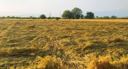 افغانستان | سفره سفرهای که کشاورز مهاجر افغانستانی در ایران پهن کرده است!