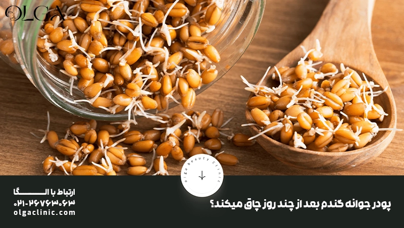 چاقی | چاقی صورت فواید جوانه گندم برای چاقی صورت
