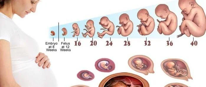 تقویم بارداری هفته به هفته و ماه به ماه