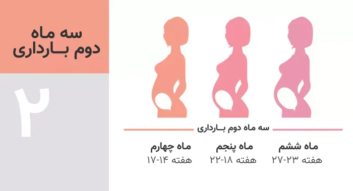 تقویم بارداری هفته به هفته و ماه به ماه